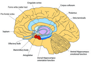Where Is The Parahippocampal Gyrus Located